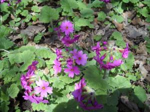  primroses-on-may-6-2011