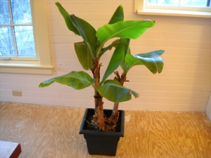 Banana Tree
