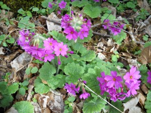 Primula Kisoana