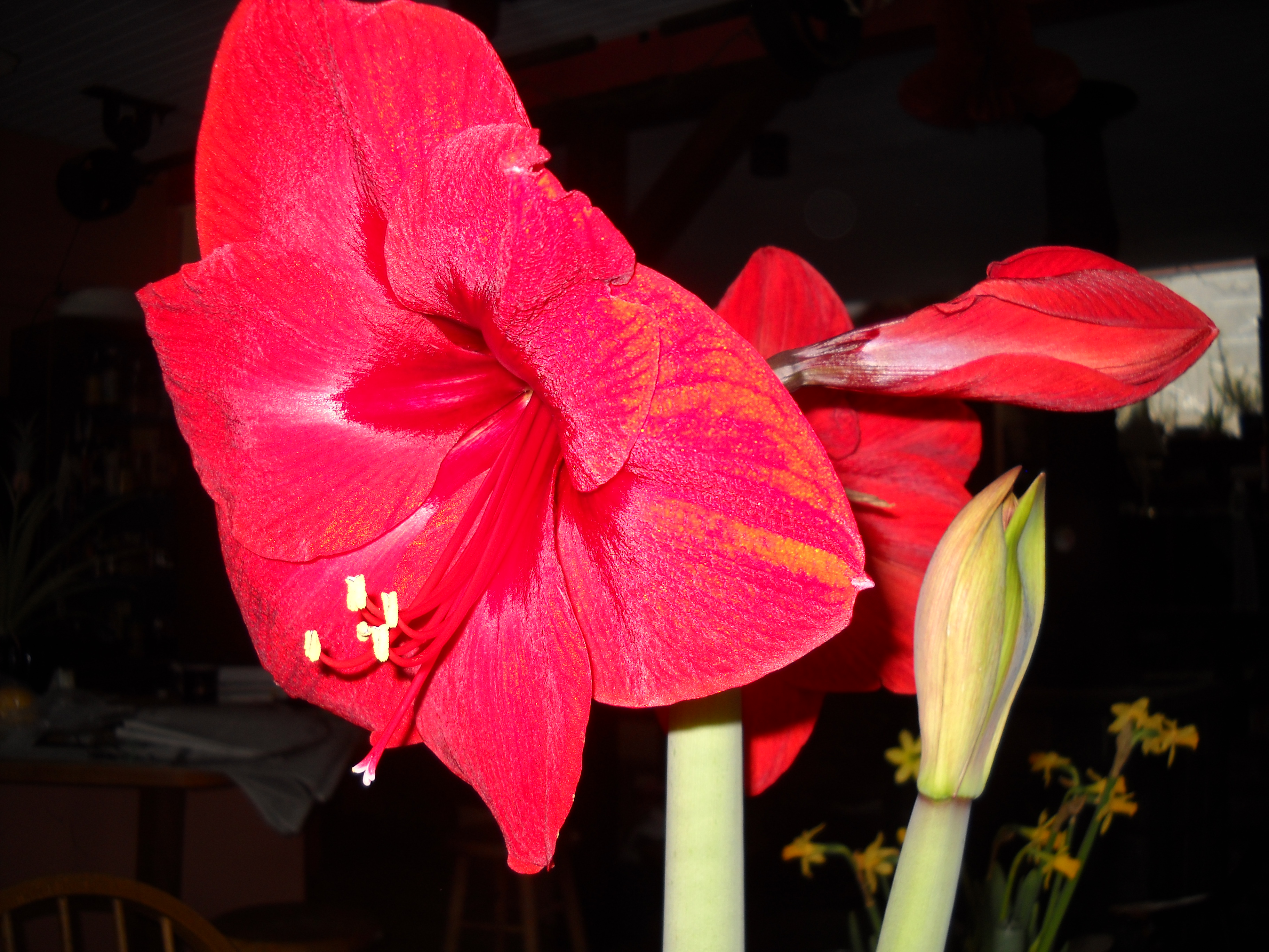 Poinsettias Amaryllis And Paperwhites Oh My Henry Homeyer