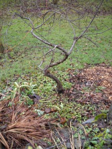 Curly crabapple