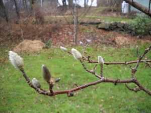 Magnolia Buds
