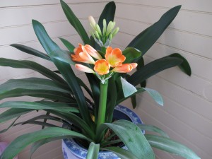Clivia