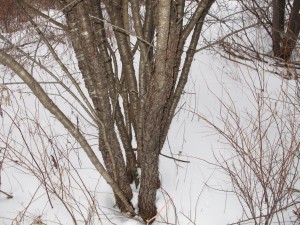 Common Buckthorn