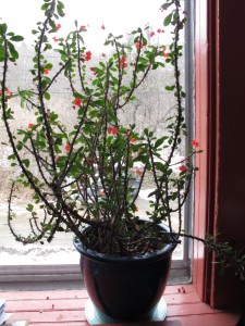 Crown of Thorns