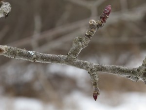Fruit Spurs