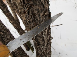 Girdling Buckthorn