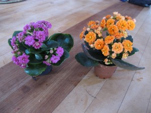 Kalanchoe