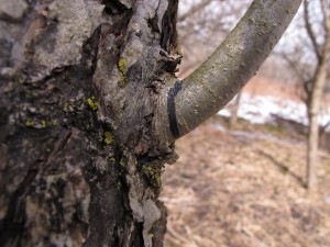 Prune Past Black Line
