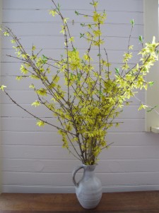 Forsythia