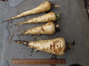 Parsnips 