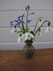 Snow Drops & Glory of the Snow