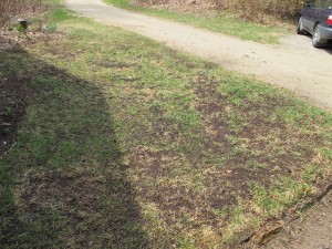 After raking out dead graass