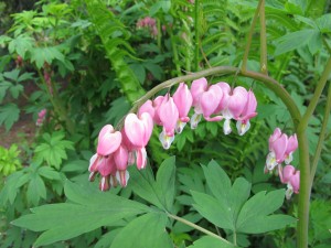 Bleeding Heart