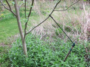Changing the angle of a branch