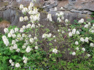 Fothergilla