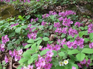 Primula Kosoana