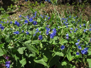 Pulmonaria Longifolia