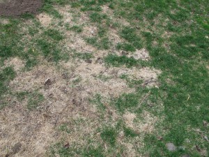 Winter damaged lawn