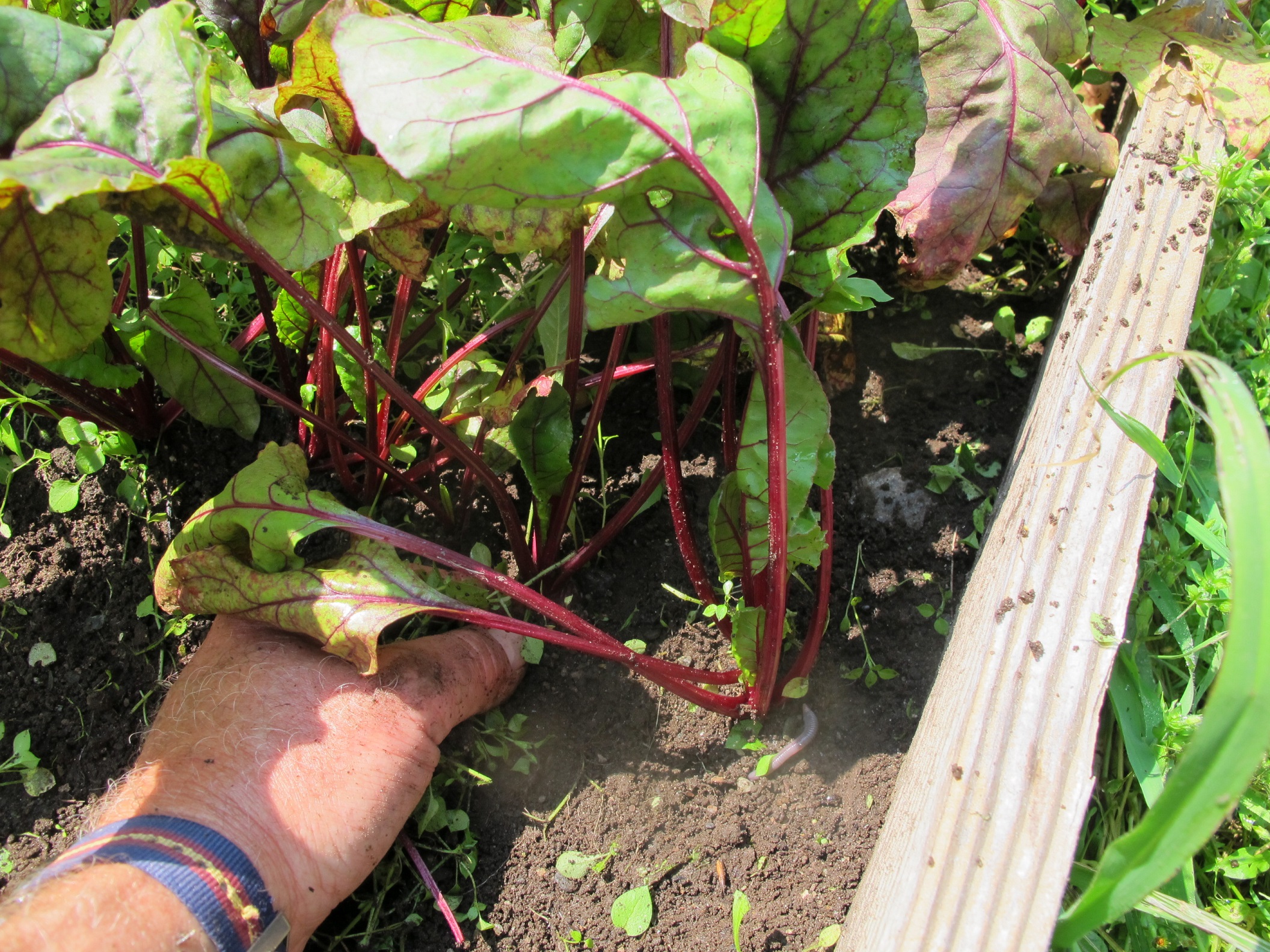 Thinning Beets Archives Henry Homeyer